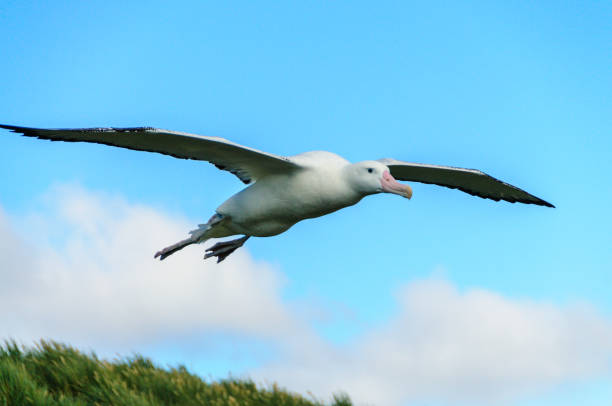 Wandering Albatross in Flight Impression of the Mighty Giant Wandering Albatross in Full Flight wandering albatross photos stock pictures, royalty-free photos & images