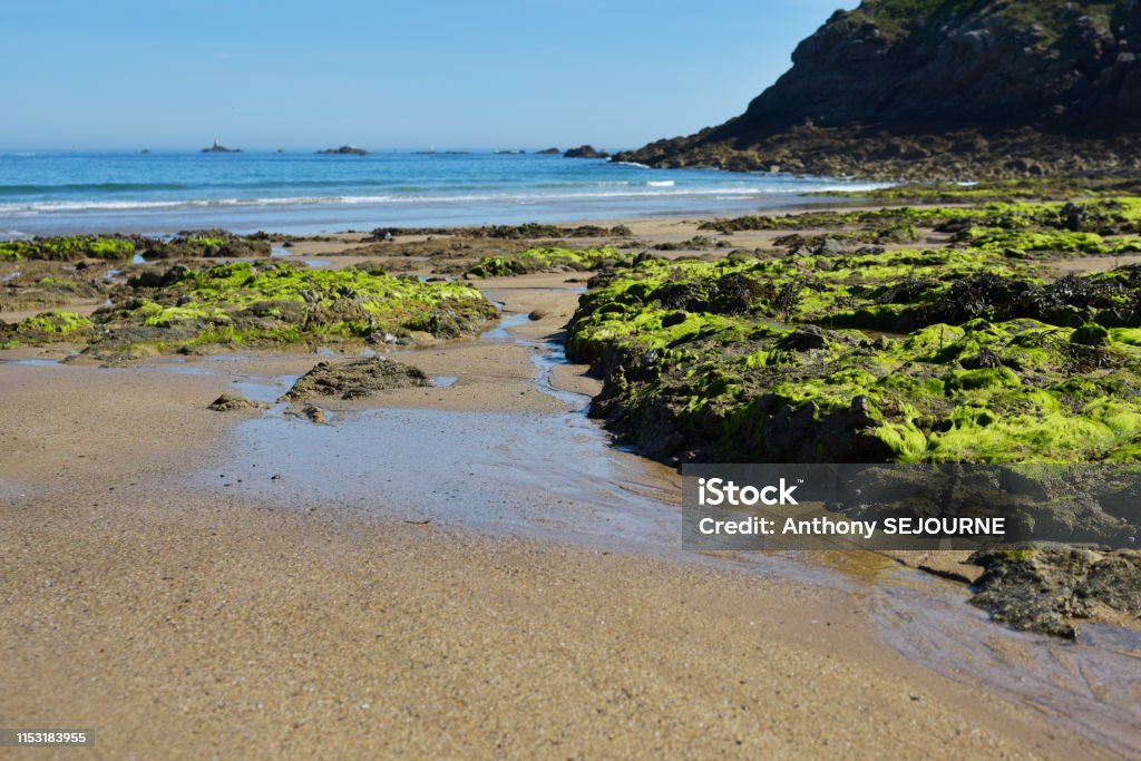 Algae Photo Green Algae Stock Photo - Download Image Now - Algae, Biology, France ...