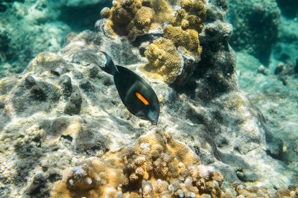 Achilles tang Underwater Paradise, Achilles tang, Big Island Hawaii acanthurus achilles stock pictures, royalty-free photos & images