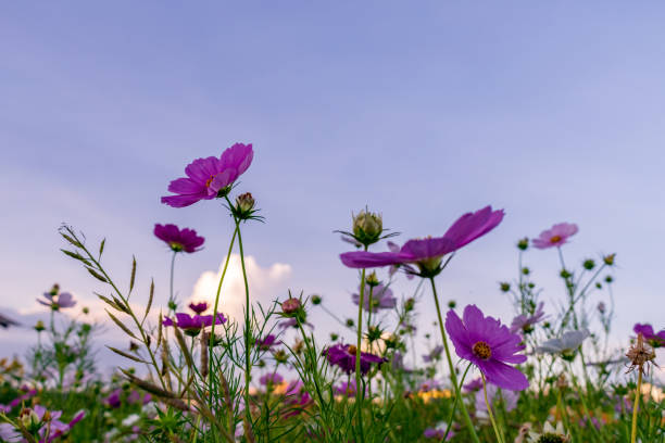 schönheit pansy blume in der farm - cosmos flower daisy flower field stock-fotos und bilder