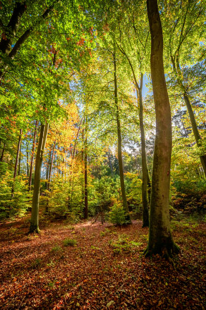 istock Brown and green forest in the fall, Europe 1153189662