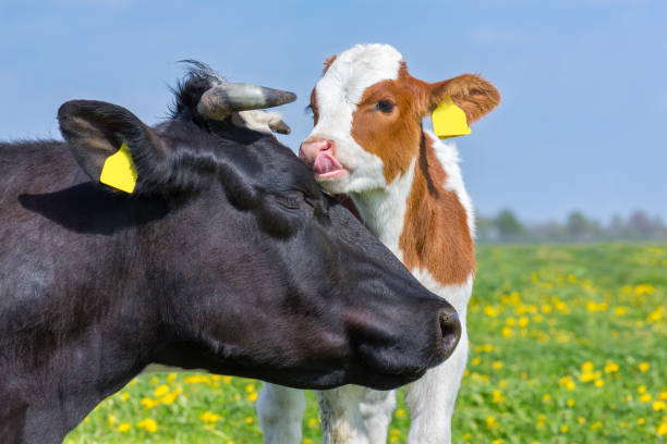 Close up head of mother cow with  calf in meadow stock photo