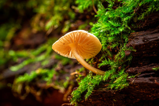 istock Wonderful wild mushrooms in the green forest 1153191471