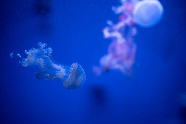 phyllorhiza forta medusa galleggia in acque blu intenso - punctata foto e immagini stock