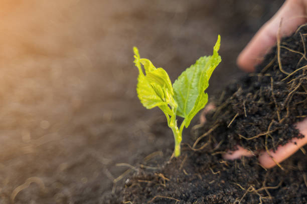 istock Close up of farmer hand planting young tree with soil 1153191701