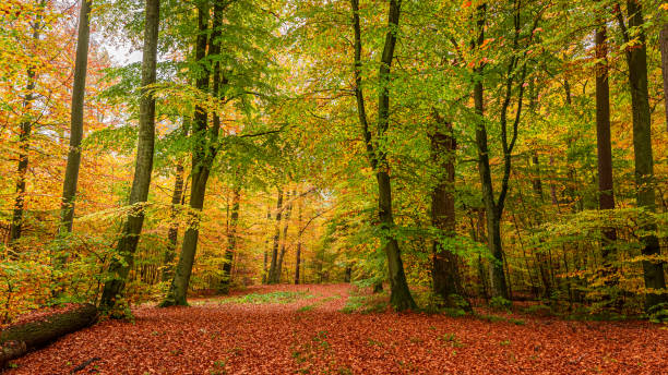 istock Brown and green path in the forest, Europe 1153192441