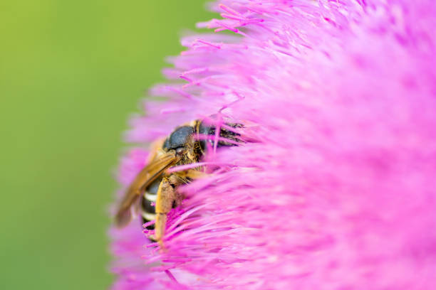 istock bee gathering pollen from a pink thistle flower 1153194181