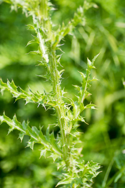 istock large prickly leaves silibum marianum thistle bush 1153194262