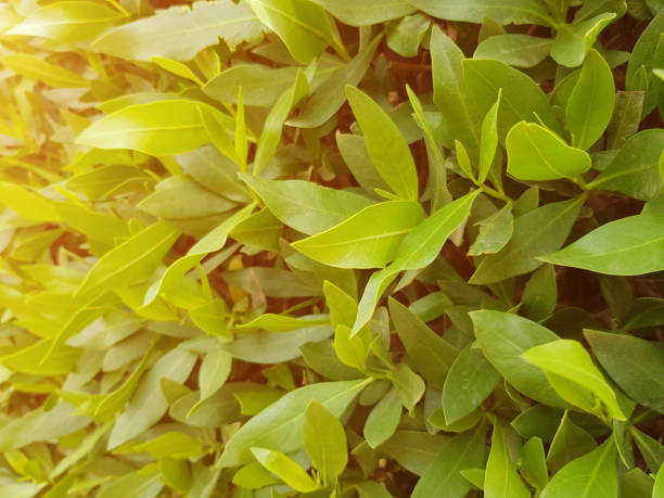 istock bright green bush. Fresh abstract floral background. 1153194408