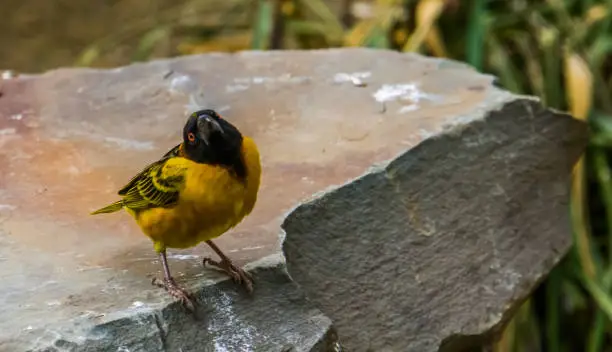 Photo of closeup of a village weaver finch, popular tropical bird from Africa, colorful yellow bird with a black head
