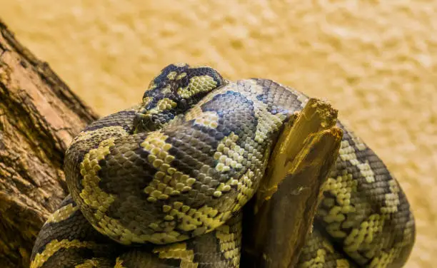 Photo of Northwestern carpet python coiled up on a branch in closeup, tropical snake specie from Australia