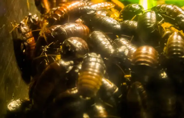 Photo of Closeup of madagascar hissing cockroaches, big family of giant roaches, tropical insects from madagascar