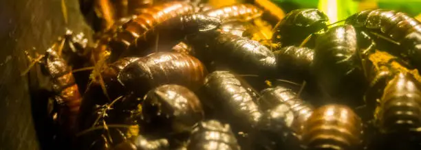 Photo of large group of madagascar hissing cockroaches in closeup, big family of giant roaches, tropical insect specie from madagascar