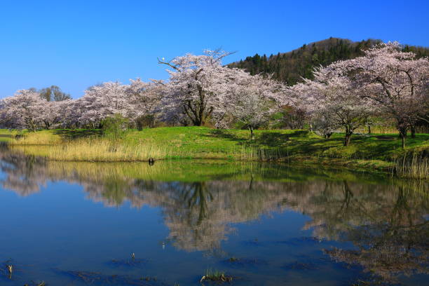istock Iwate Prefecture Blue sky and cherry blossom 1153196051