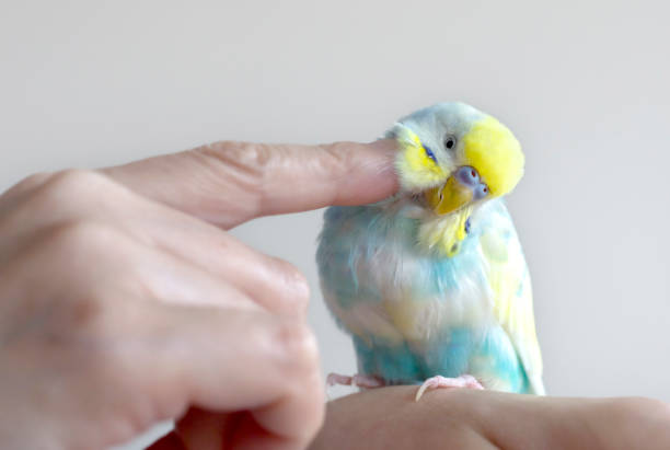 istock The budgerigar (parakeet)which relaxes in a room 1153196624
