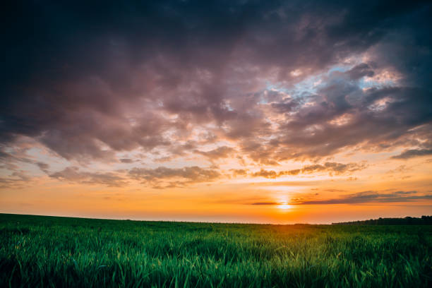 istock Spring Sunset Sky Above Countryside Rural Meadow Landscape. Wheat Field Under Sunny Spring Sky. Skyline. Agricultural Landscape With Growing Green Young Wheat Shoots, Wheat Germs. 1153197358