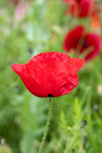 istock Pretty Red Large Poppies in a Garden Meadow 1153197911