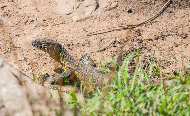 istock Rock monitor lizard 1153199567