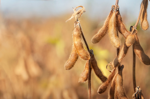 Ripe pods of soybean varieties on the stem of a plant in a field during harvest. Selective focus. Space for text.