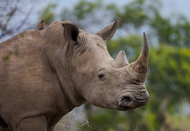 istock The red billed oxpecker 1153200161