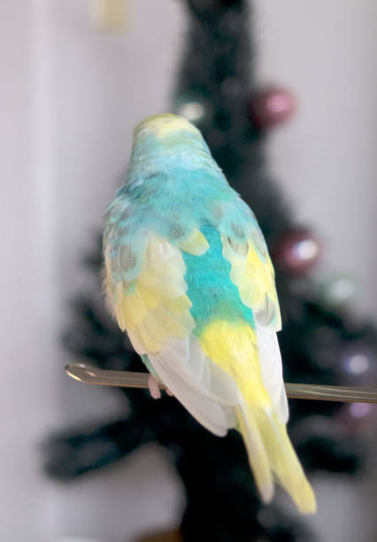 istock The budgerigar (parakeet)which relaxes in a room 1153201829