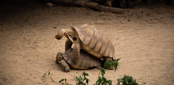 istock turtles mating seasons africa wildlife 1153201849