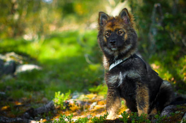 a puppy sitting still looking at the summer landscape in the woods