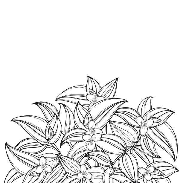 illustrazioni stock, clip art, cartoni animati e icone di tendenza di bouquet vettoriale con contorno tradescantia zebrina o spiderwort mazzo di fiori e foglia in nero isolato su sfondo bianco. - tradescantia