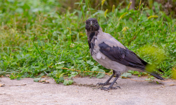 istock A eurasian magpie, sitting on a thin branch, also known as common magpie. Pica pica 1153203657