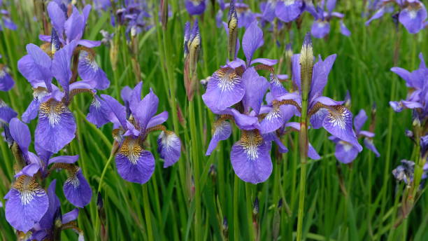 istock Iris sibirica (common name: 'Sibirian iris') growing in England in mid-May 1153203899