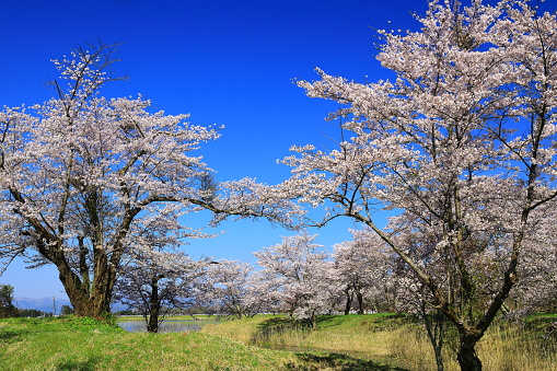Iwate Prefecture Blue sky and cherry blossom