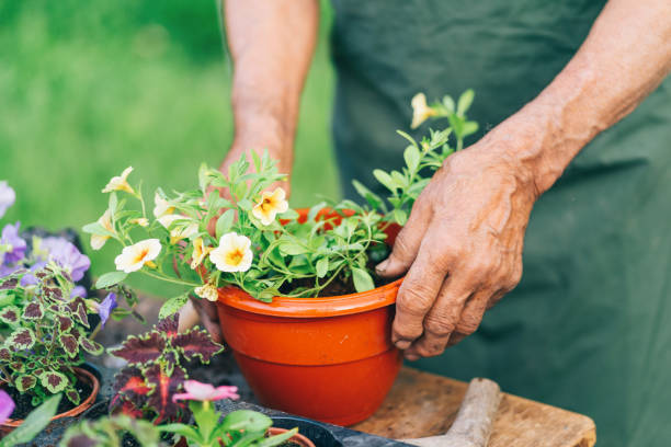 istock Senior farmer holding a pot with flower 1153205817