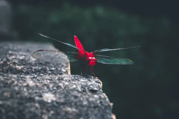 Photo of red-veined darter