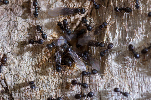 istock A group of black ant crawls along a tree trunk 1153209428