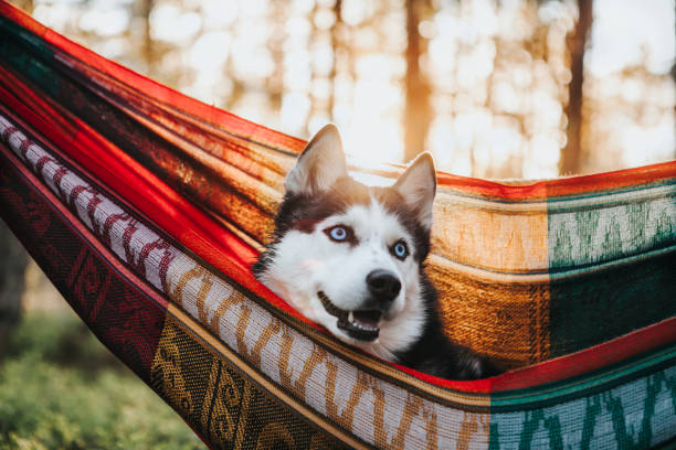 istock Siberian Husky dog in hammock 1153210870