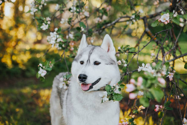 istock Husky puppy in nature 1153210884
