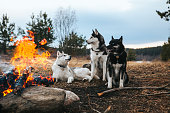 Dogs Siberian Husky near the fire