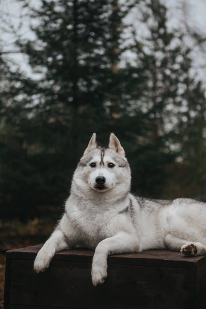 istock Husky puppy in nature 1153211582