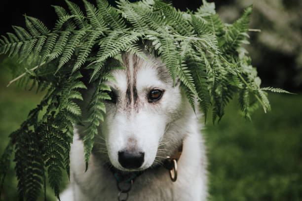istock Dog siberian husky in garden 1153211643