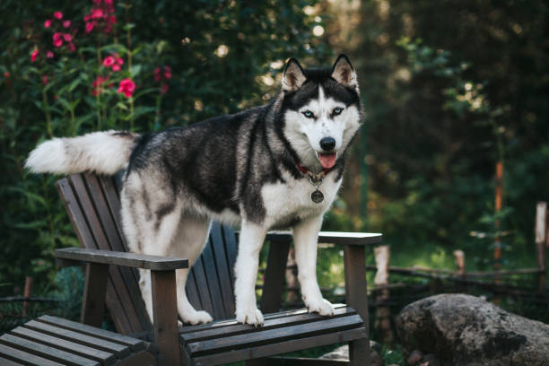 Dog in the morning garden Siberian Husky Dog in the morning garden siberian husky stock pictures, royalty-free photos & images