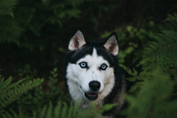 istock Siberian Husky in nature 1153211652