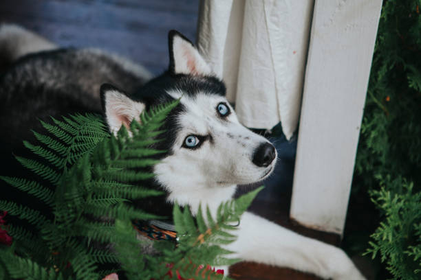 istock Dog siberian husky in garden 1153211654