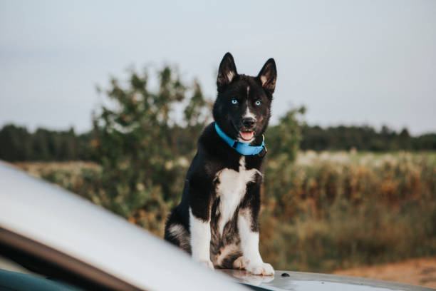 Husky puppy in nature