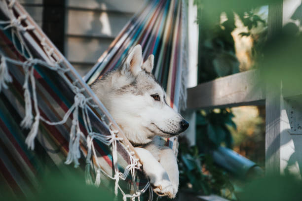 istock Siberian Husky dog in hammock 1153211689