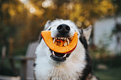 Dog Siberian Husky eating a pumpkin