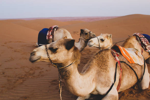 istock Camel in the Desert 1153212896