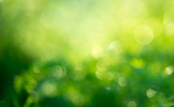istock Abstract blurred image of nature green with sun light flare, summer texture background or wallpaper 1153213095