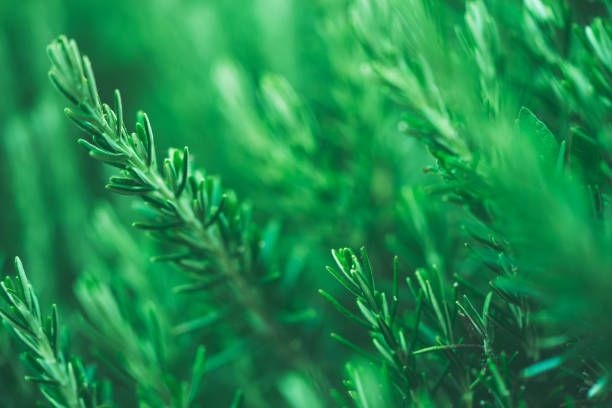 istock Closeup view of green plants on blurred greenery background, abstract natural landscape using as a wallpaper, ecology and summer concept 1153213112