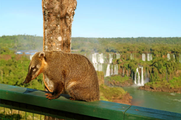 creature simili a procioni chiamate coati trovate al parco nazionale delle cascate di iguazu, foz do iguacu, brasile, sud america - coati foto e immagini stock
