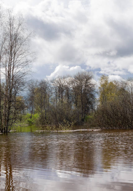 istock spring grove of trees flooded during high water 1153214366